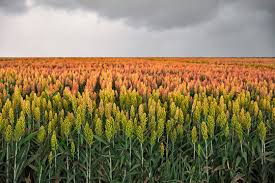 Strutline Select (Chufa, Milo, Sunflowers, Crimson Red Clover, Cowpeas)