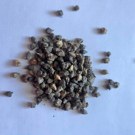 New Zealand Spinach