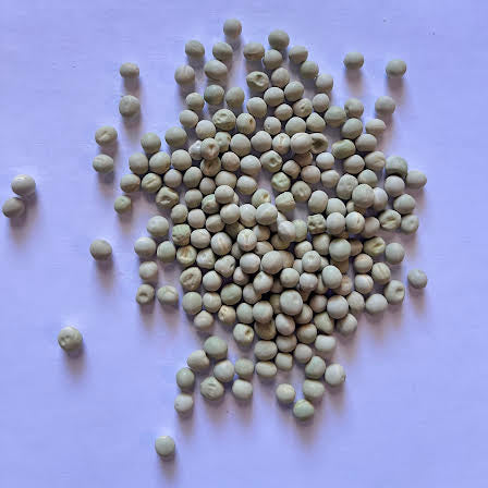 Alaska Pea