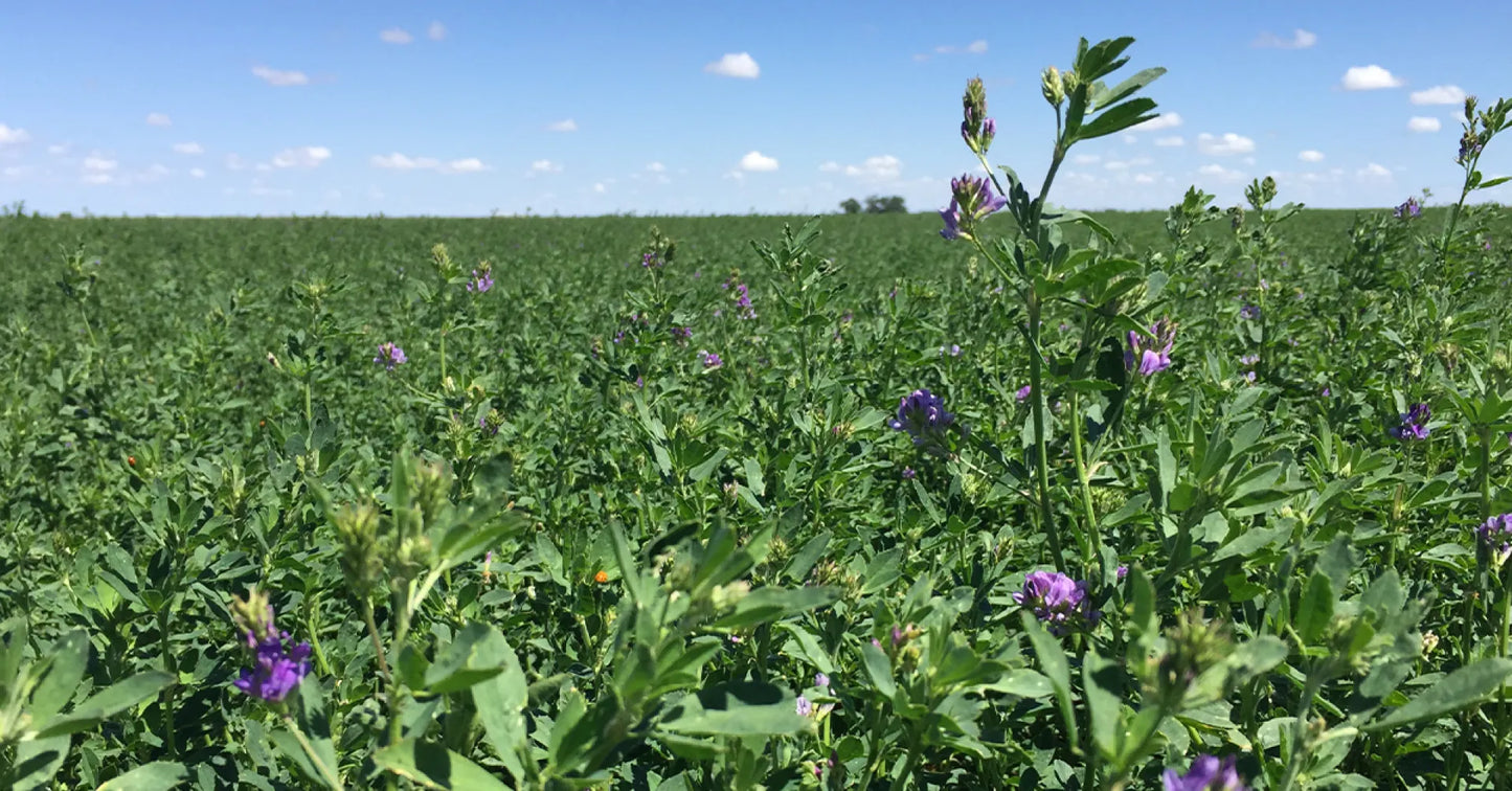 Gamebird Cove (Ladino White Clover, Medium Red Clover, Chicory, Alfalfa, Wheat)