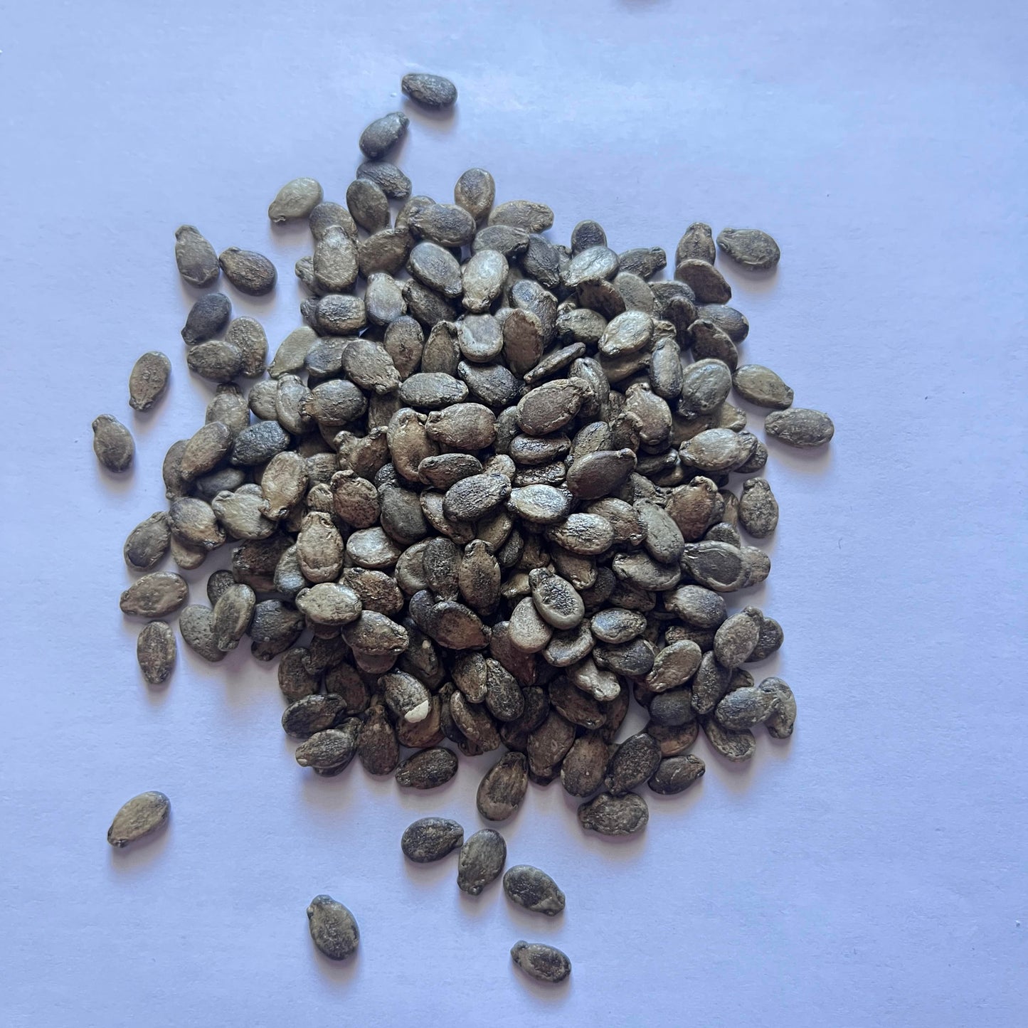 Black Dimond Watermelon