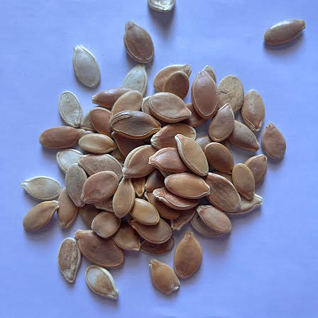 Atlantic Giant Pumpkin