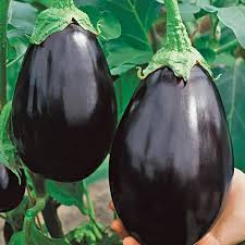 Two eggplants held by a hand with a blurred green leafy background