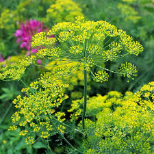 Bouquet Dill