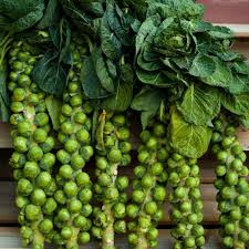 Long Island Improved Brussel Sprouts (Sprouting Seeds)
