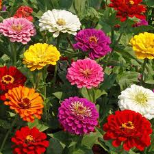 zinna colorful assornment of flowers