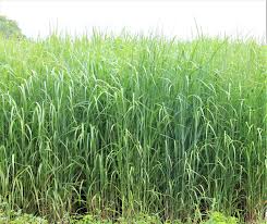Cave-in-Rock Switchgrass
