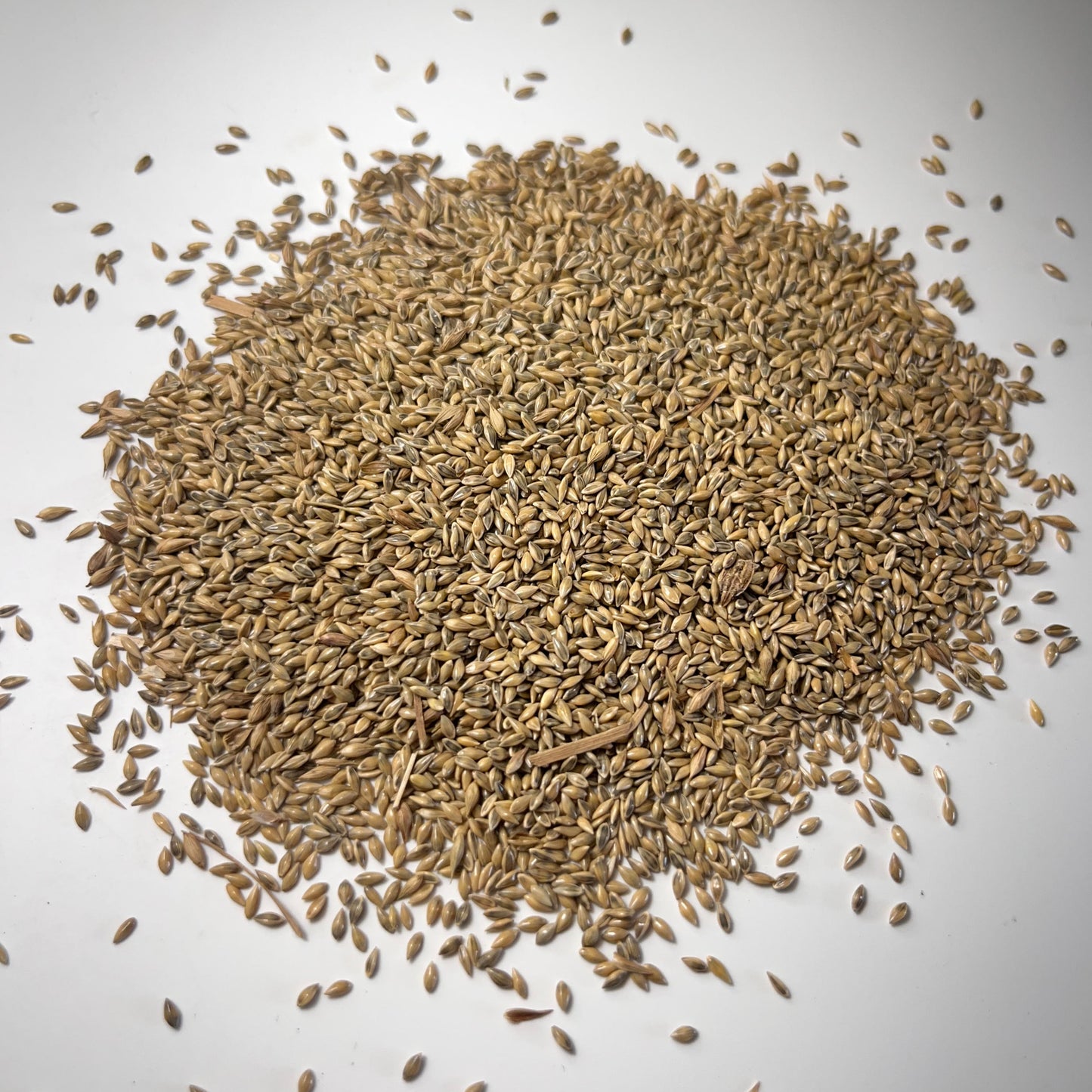 Cave-in-Rock Switchgrass