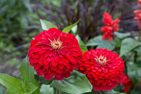 Red flowers with green leaves in a garden setting