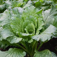 Chinese Michihli Cabbage