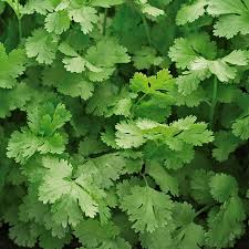 Cilantro Santo