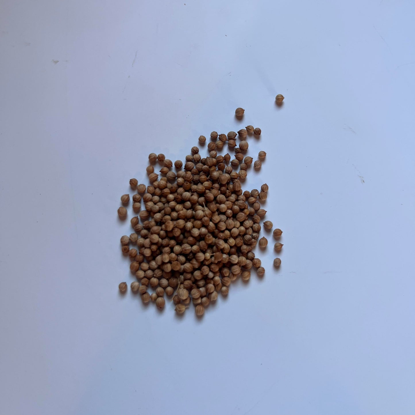 Cilantro Santo