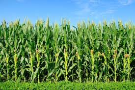 Flood Plain Feast (Japanese Millet, Milo, Buckwheat, Whole Corn, Sunflowers)