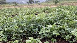 The Velvet Table (Ladino White Clover, Buckwheat, Cowpeas, Forage Soybeans)