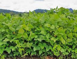 Peak + Plot (Wheat, Sorghum Sudan, Cowpeas, Roundup Soybeans, Crimson Red Clover)
