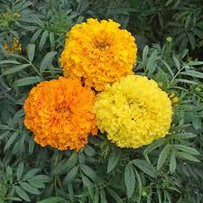 Three marigold flowers in yellow and orange on a green leafy background