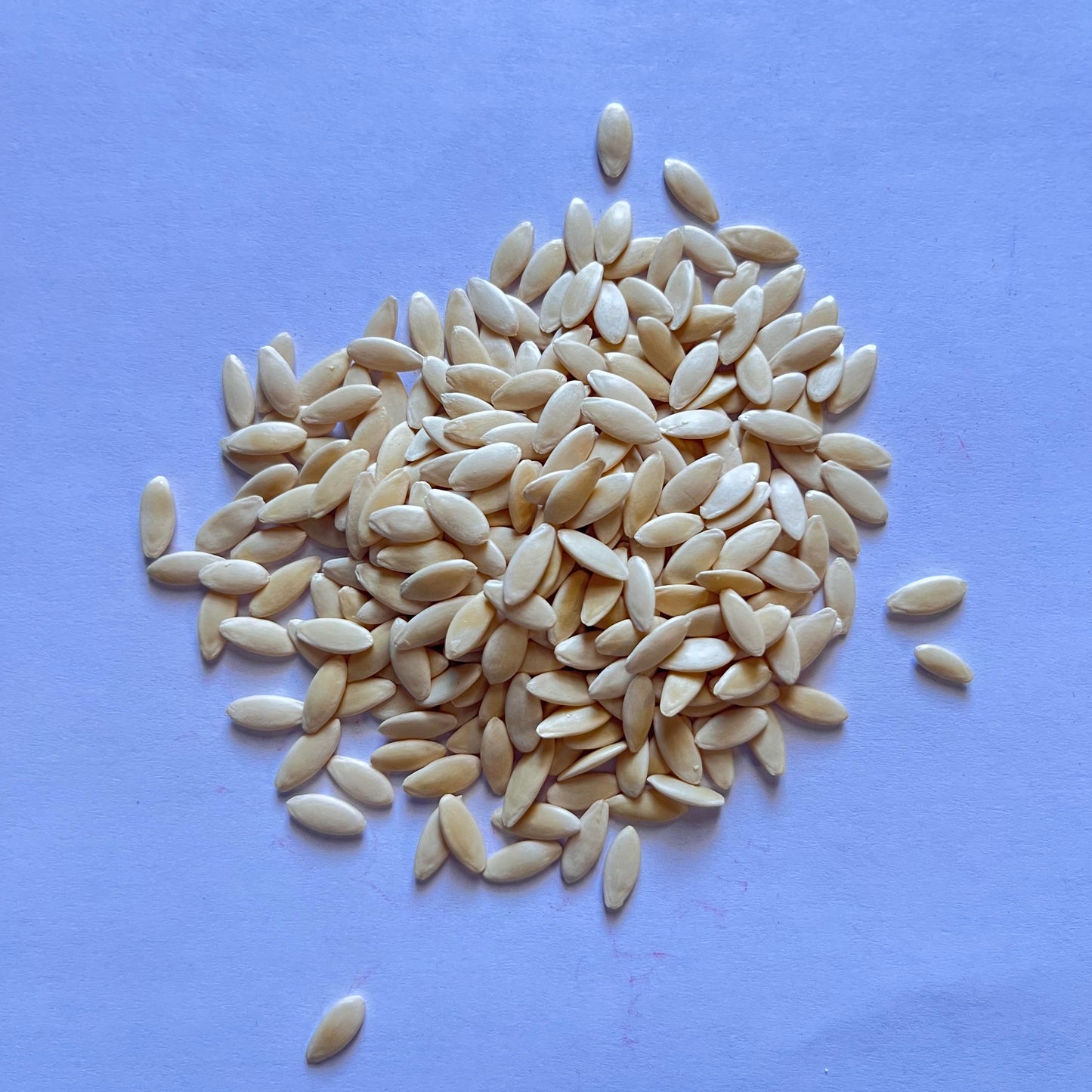 Burpless 26 F1 Cucumbers