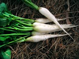 White Icicle Radishes