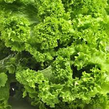 Southern Curled Giant Mustard