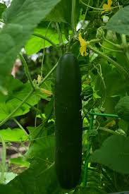 Burpless 26 F1 Cucumbers