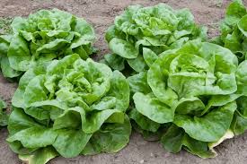 Butter Crunch Lettuce