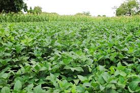 cowpea field