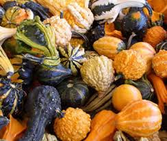 Large Mix (Water Jug) Gourds