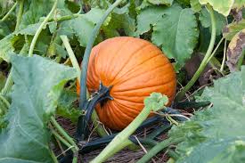 Jake-O-Lantern Pumpkin