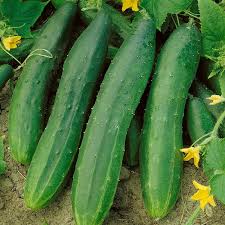 Straight Eight Cucumbers