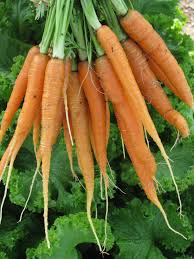 Little Finger Carrots