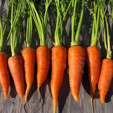Danver 126 Carrots
