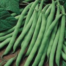 Blue Lake FM1K Snap Pole Bean
