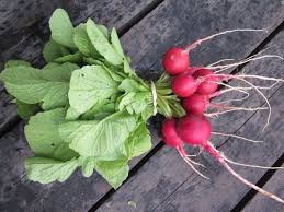 Cherry Belle Radishes