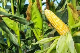 Serendipity F1 Corn
