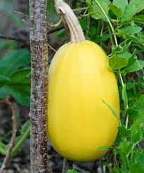 Vegetable Spaghetti Squash