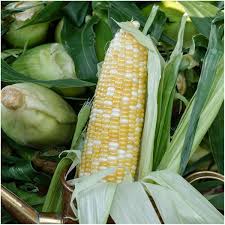 Peaches & Cream F1 Corn