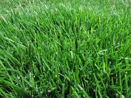 Zoysia Grass