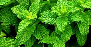 Peppermint