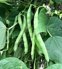 Blue Lake Bush 274 Green Bean