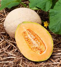 Hale's Best Jumbo Cantaloupe