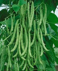 Kentucky Wonder Pole Green Bean