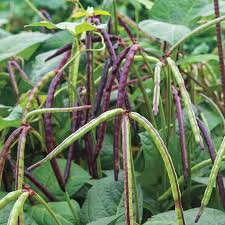 Pink Eyed Purple Hulled Peas