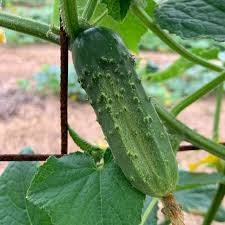 National Pickling Cucumbers