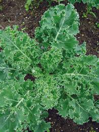 Dwarf Siberian Kale