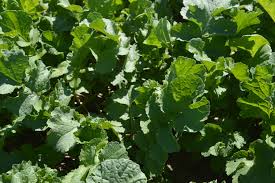 Forage Collards