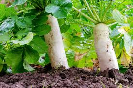 The Velvet Forge (Purple Top Turnips, Daikon Radish, Trophy Rape)