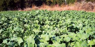 The Winter Draw (Trophy Rape, Purple Top Turnips, Forage Radish)