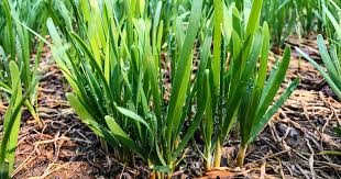 Garlic Chives