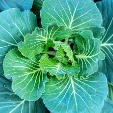 Close-up of a green leafy vegetable
