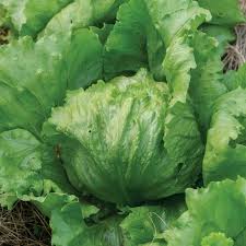 Iceburg Lettuce